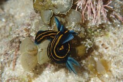 Roboastra gracilis