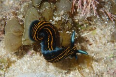 Roboastra gracilis