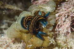 Roboastra gracilis