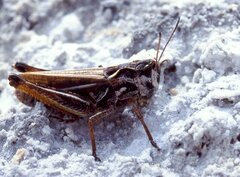 Gomphocerus sibiricus