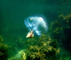 Pseudorhiza haeckeli