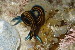 Roboastra gracilis