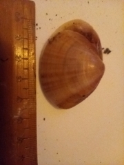 Mactra stultorum