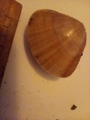 Mactra stultorum
