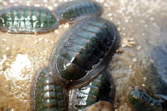Ischnochiton australis