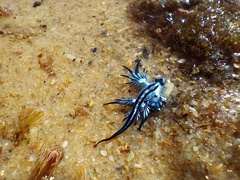 Glaucus atlanticus