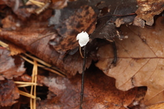 Marasmius epiphyllus