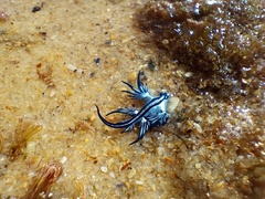 Glaucus atlanticus