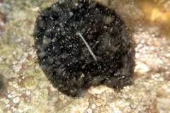 Scutus antipodes