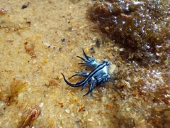 Glaucus atlanticus