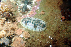 Ischnochiton smaragdinus