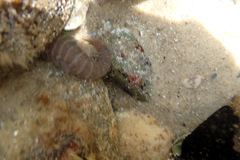 Aspasmogaster tasmaniensis