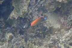 Pomacentrus bankanensis