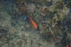 Pomacentrus bankanensis