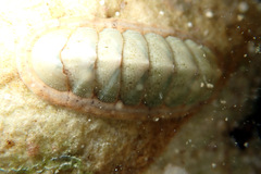 Ischnochiton