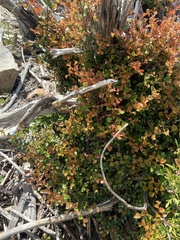 Nothofagus cunninghamii