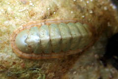 Ischnochiton