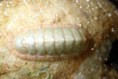 Ischnochiton