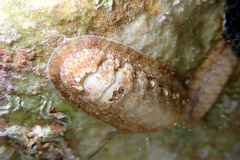 Ischnochiton cariosus