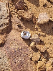 Psammobates tentorius trimeni