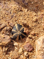 Psammobates tentorius trimeni