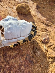 Psammobates tentorius trimeni