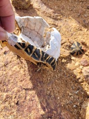 Psammobates tentorius trimeni