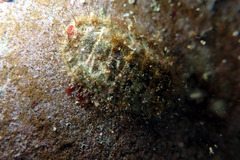 Plaxiphora matthewsi