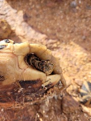 Psammobates tentorius trimeni