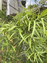 Afrocarpus