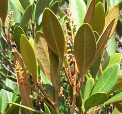 Lepidocupania squamosa