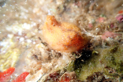 Pyuridae