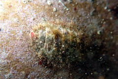 Plaxiphora matthewsi
