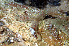 Allostichaster polyplax