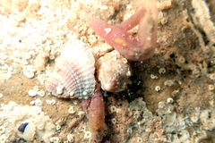 Leptosynapta dolabrifera