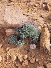 Tylecodon reticulatus