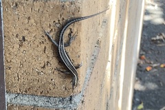 Cryptoblepharus pulcher