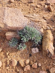 Tylecodon reticulatus