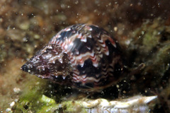 Phasianella australis