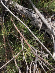 Hakea lissosperma