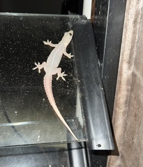 Hemidactylus garnotii