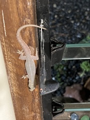 Hemidactylus garnotii