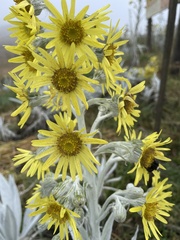 Senecio niveoaureus
