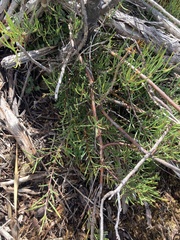 Hakea lissosperma