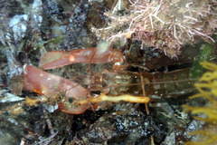 Alpheus novaezealandiae