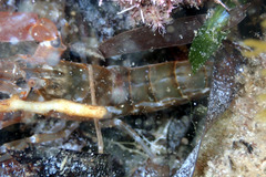 Alpheus novaezealandiae