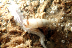 Cacozeliana granarium