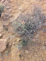 Dyerophytum africanum