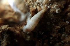 Cacozeliana granarium