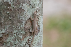 Hemidactylus frenatus
